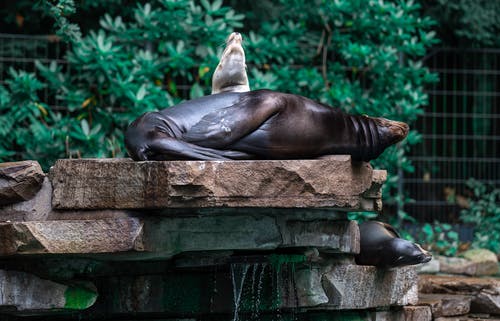 有关公园, 动物, 动物园的免费素材图片
