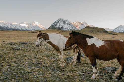 棕色和白色的马，在绿色的草地上 · 免费素材图片