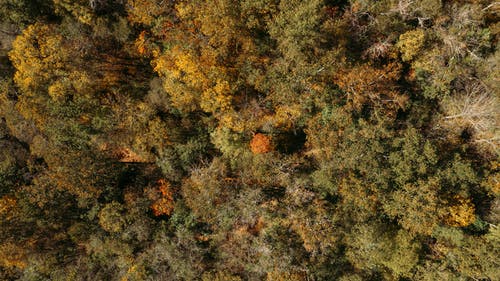 有关Copyspace, 下落, 九月的免费素材图片