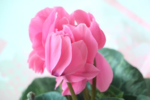 有关增长, 植物群, 特写的免费素材图片