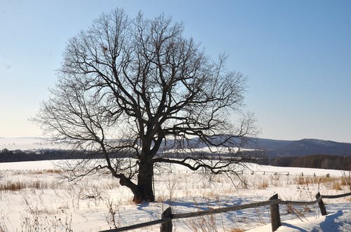 有关下雪的天氣, 光秃秃的, 冬季景觀的免费素材图片