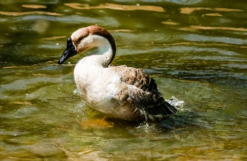 有关側面圖, 動物攝影, 水的免费素材图片