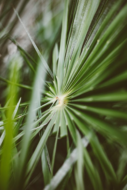 有关垂直拍摄, 浅焦点, 特写镜头的免费素材图片