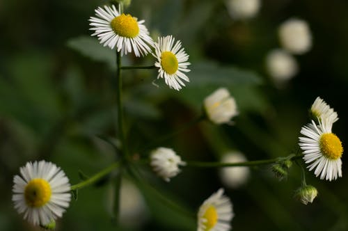 有关天性, 户外, 植物群的免费素材图片