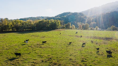 有关一群动物, 农家庭院, 冷静的免费素材图片