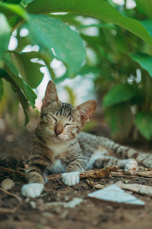 有关动物, 哺乳动物, 土的免费素材图片