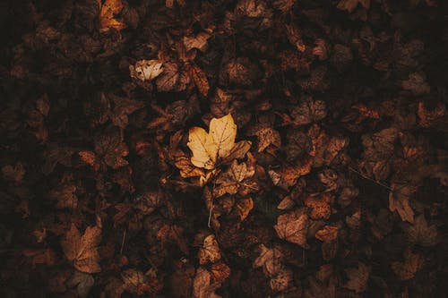 秋天的落叶 · 免费素材图片