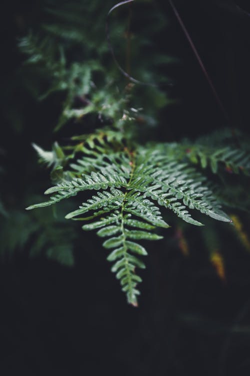 有关垂直拍摄, 坏心情, 浅焦点的免费素材图片