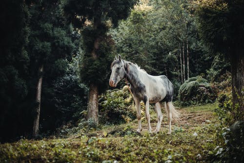 灰色的马站在郁郁葱葱的绿色森林 · 免费素材图片