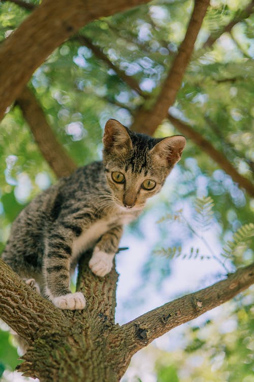 有关动物, 可爱, 可爱的的免费素材图片