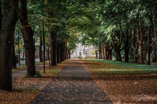 有关下落, 人行道, 公园的免费素材图片