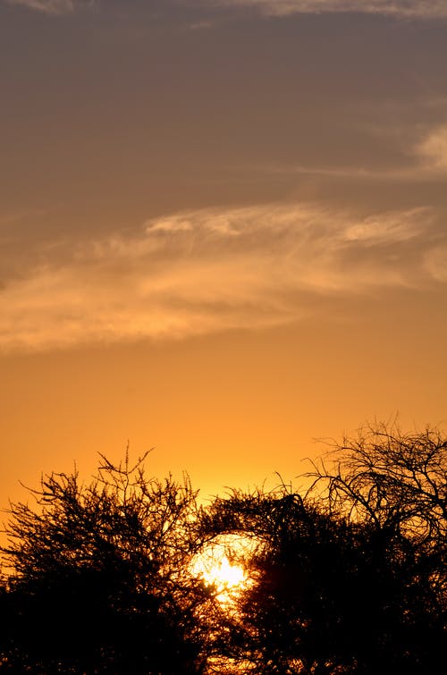 有关剪影, 日出, 日落的免费素材图片
