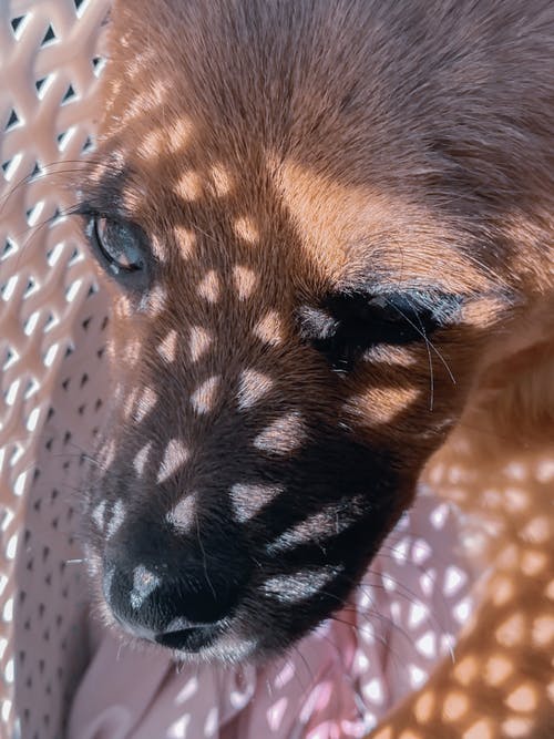 有关伴侣, 冷静, 动物的免费素材图片