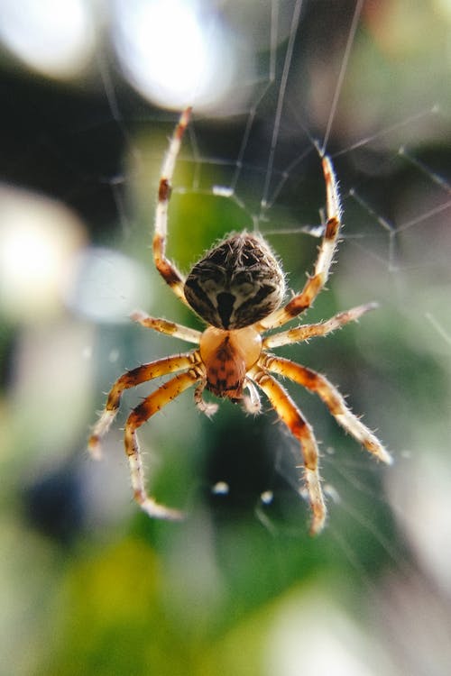 有关araneus diadematus, Web, 令人不寒而栗的的免费素材图片