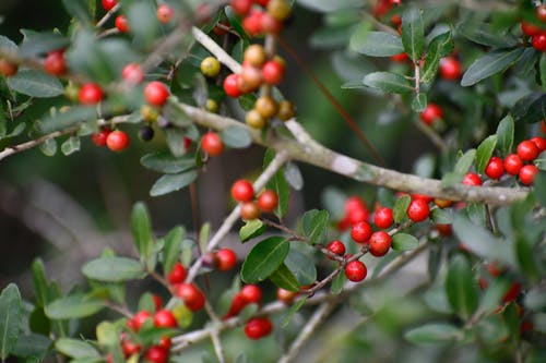 有关分公司, 户外, 树的免费素材图片