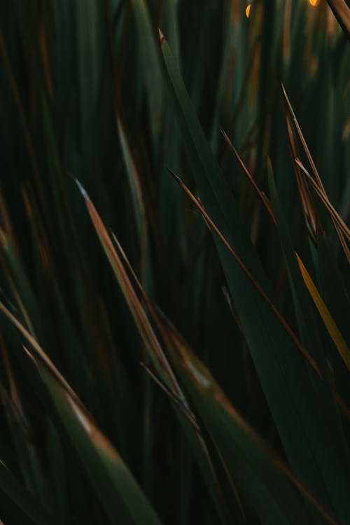 有关不坚固的, 垂直拍摄, 尖刺的免费素材图片