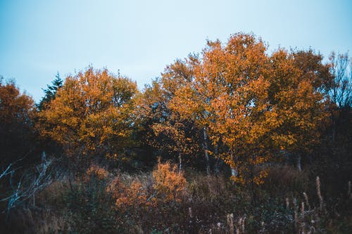 有关下落, 公园, 冷静的免费素材图片