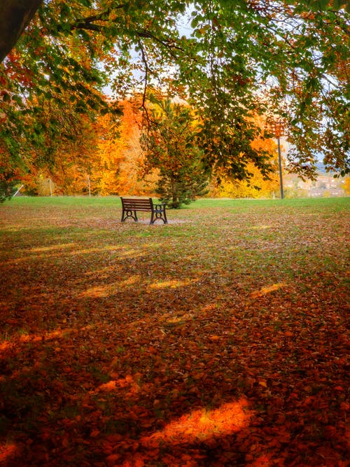 有关公园, 垂直拍摄, 天性的免费素材图片
