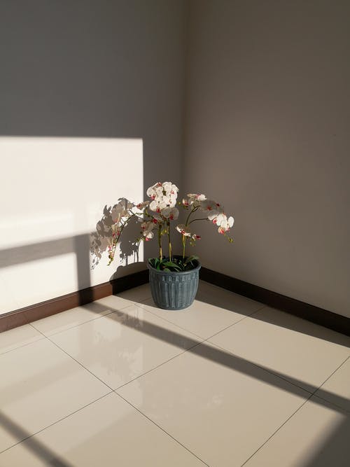 蓝色陶瓷花瓶里的白色和粉红色的花朵 · 免费素材图片