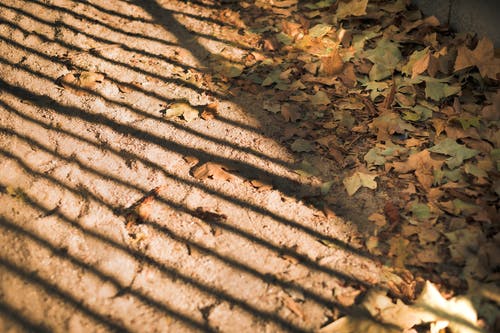 有关地面, 枯叶, 落叶的免费素材图片