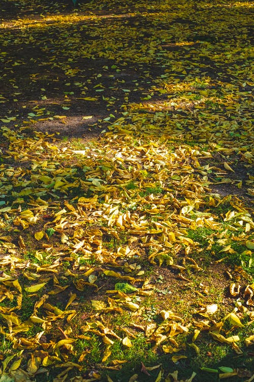 有关下落, 地面, 垂直拍摄的免费素材图片