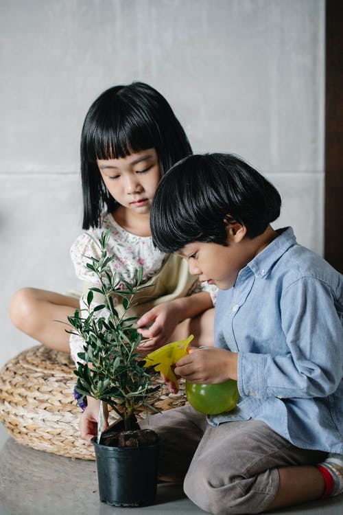 可爱的亚洲小兄弟姐妹照顾盆栽室内植物 · 免费素材图片