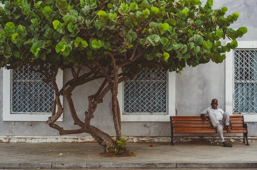 有关分支机构, 原本, 户外的免费素材图片