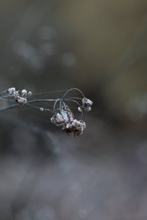 有关动物, 受困, 专注的免费素材图片