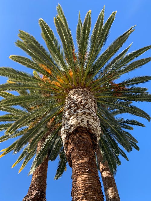 有关低角度攝影, 垂直拍摄, 增長的免费素材图片