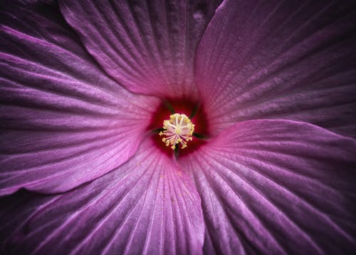 有关微距摄影, 极端特写镜头, 紫色小花的免费素材图片