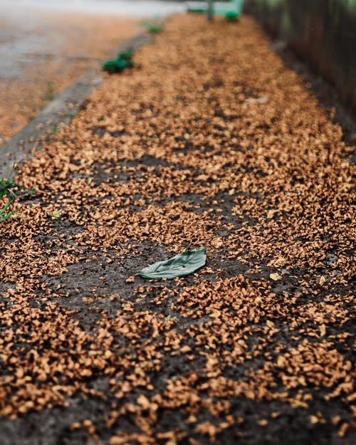 有关下落, 乾的, 公园的免费素材图片