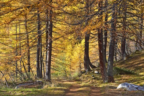 有关公园, 分支机构, 原本的免费素材图片