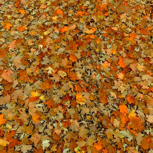 有关下落, 枯叶, 树叶的免费素材图片