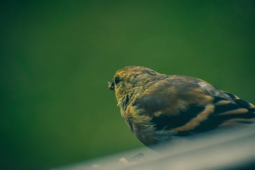 有关侧面图, 公园, 冷静的免费素材图片