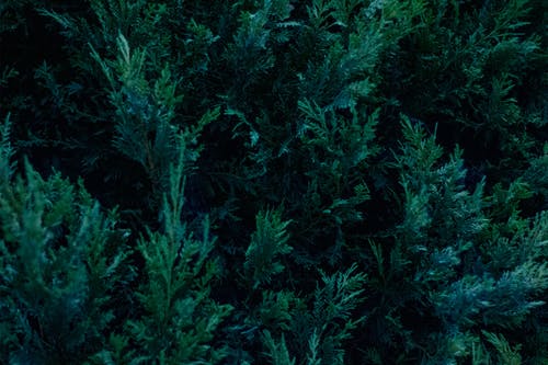 有关图案, 天性, 树叶的免费素材图片