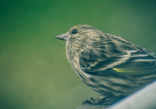 有关假日, 侧面图, 公园的免费素材图片