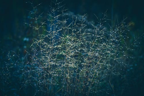 有关云草, 冷静, 和平的的免费素材图片