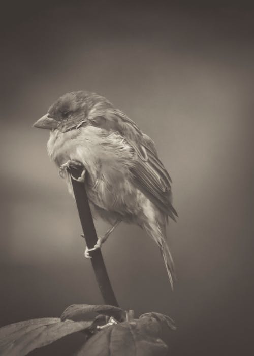 有关bw, 休息, 健康的免费素材图片