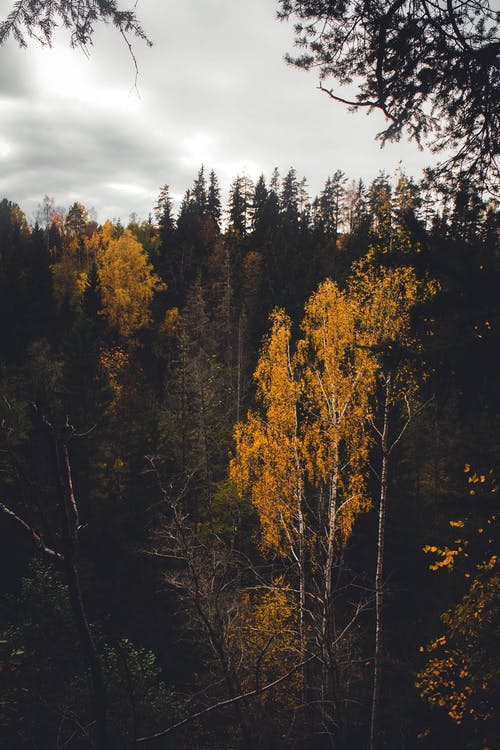 有关下落, 分支机构, 垂直拍摄的免费素材图片