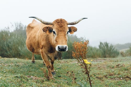有关公牛, 动物摄影, 哺乳动物的免费素材图片