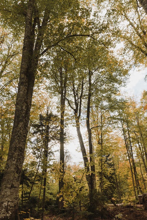 在白云和蓝天下的绿色和棕色树 · 免费素材图片