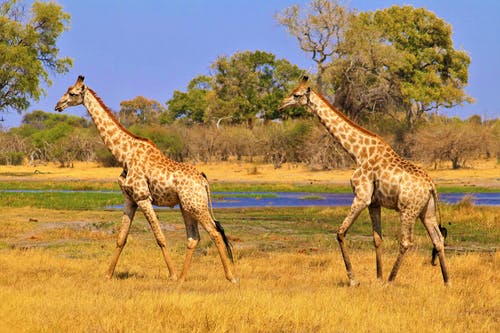 有关博茨瓦纳, 哺乳动物, 国家公园的免费素材图片