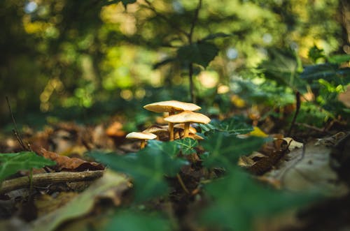 有关下落, 光, 公园的免费素材图片