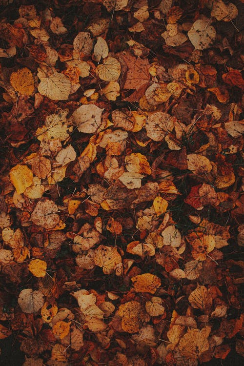 地面上的秋季金色树叶 · 免费素材图片