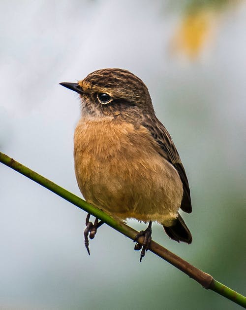 有关stonechat, 分公司, 动物学的免费素材图片