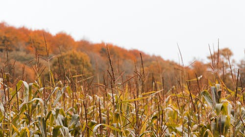 有关下落, 冷静, 和平的的免费素材图片