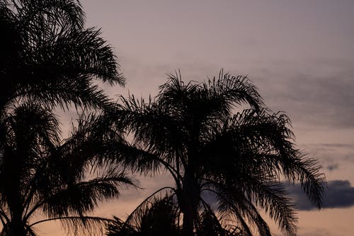 棕榈树生长在傍晚的天空 · 免费素材图片