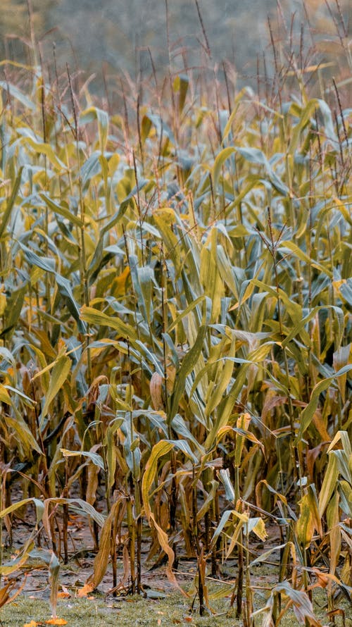 有关下落, 农艺学, 冷静的免费素材图片