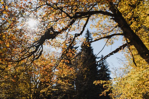 棕色和绿色的树木，在蓝蓝的天空下 · 免费素材图片