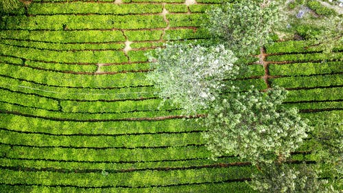 有关一般开销, 俯视图, 农艺学的免费素材图片